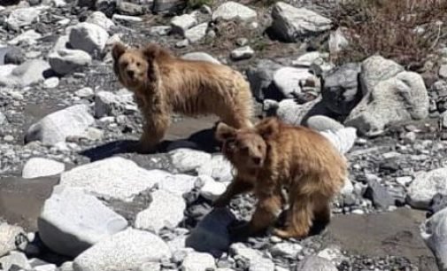 Bearing with bears: Male bears in KNP get two female companions