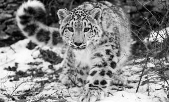 Bishkek Declaration: Protect snow leopard, ensure well-being of mountain people Bishkek Declaration: Protect snow leopard, ensure well-being of mountain people