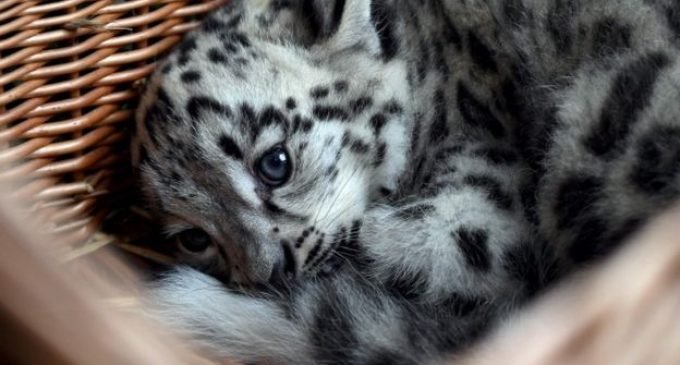 Snow leopard is no longer endangered, but still vulnerable