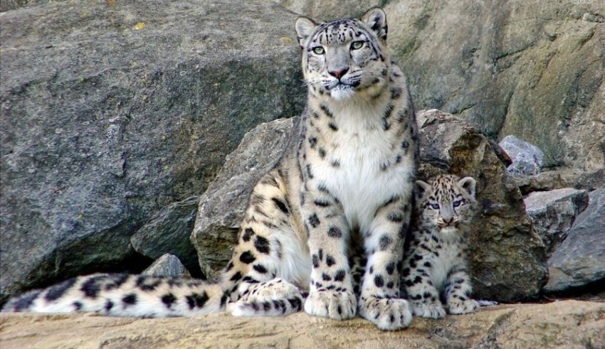 Snow leopard conservation through community empowerment | The High Asia ...